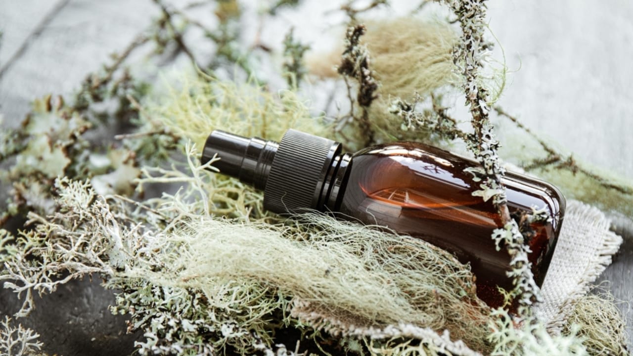 9 Reasons Why the Usnea Lichen Is Nature's Best-Kept Secret 8 9 Reasons Why the Usnea Lichen Is Nature's Best-Kept Secret - Usnea lichen herbal medicine ss2165161597