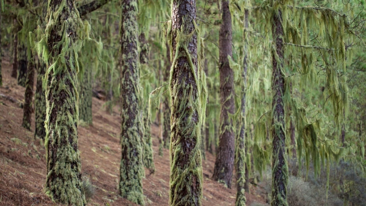 9 Reasons Why the Usnea Lichen Is Nature's Best-Kept Secret 7 9 Reasons Why the Usnea Lichen Is Nature's Best-Kept Secret - Usnea lichen on trees dp187375602