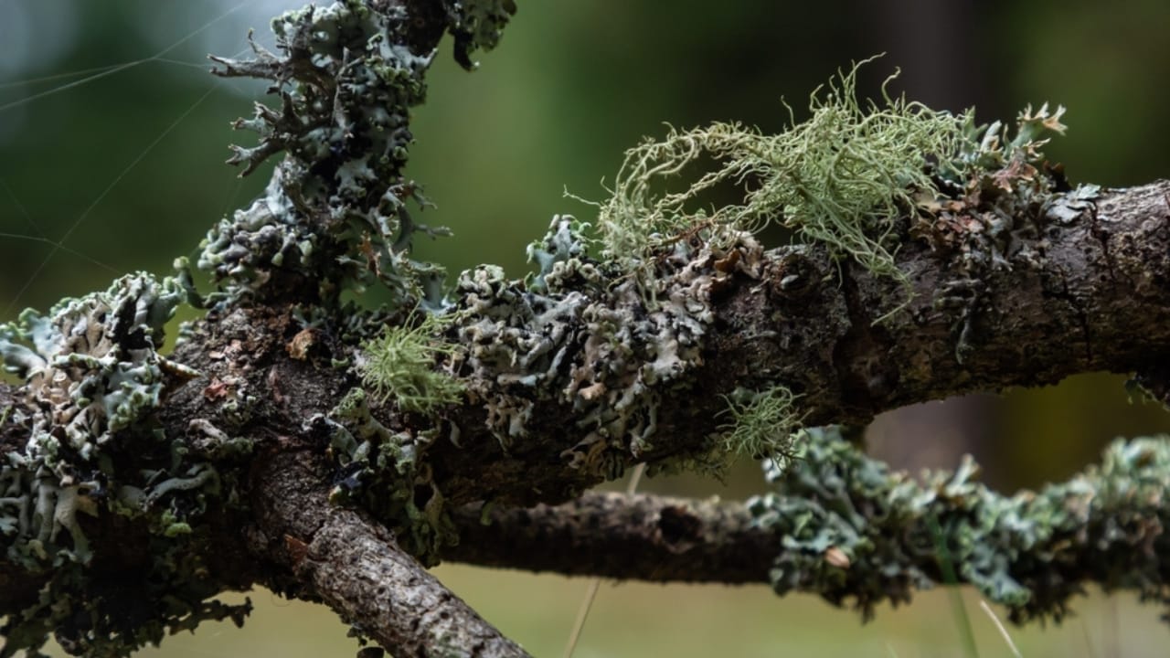 9 Reasons Why the Usnea Lichen Is Nature's Best-Kept Secret 10 9 Reasons Why the Usnea Lichen Is Nature's Best-Kept Secret - Usnea lichen ss2255608793