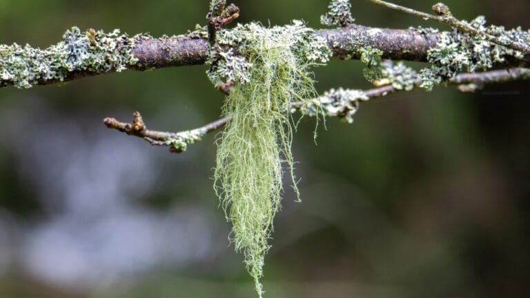 9 Reasons Why the Usnea Lichen Is Nature's Best-Kept Secret 6 9 Reasons Why the Usnea Lichen Is Nature's Best-Kept Secret - Usnea lichen ss2464030999
