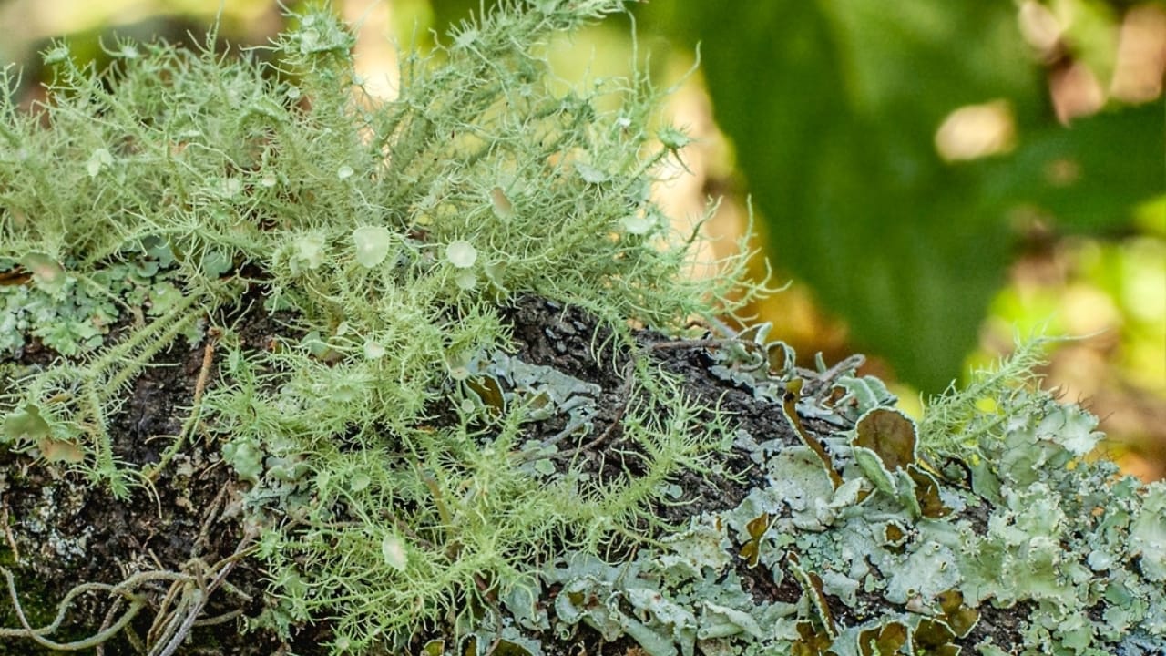 9 Reasons Why the Usnea Lichen Is Nature's Best-Kept Secret 3 9 Reasons Why the Usnea Lichen Is Nature's Best-Kept Secret - Usnea lichen ss2487756123
