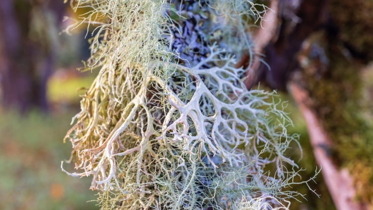 9 Reasons Why the Usnea Lichen Is Nature's Best-Kept Secret 4 9 Reasons Why the Usnea Lichen Is Nature's Best-Kept Secret - Usnea lichen ss2503551507