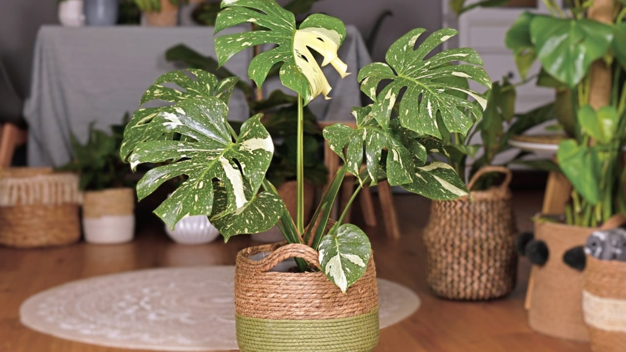 15 Plants That Thrive in LECA & Semi-Hydroponics 9 15 Plants That Thrive in LECA & Semi-Hydroponics - Variegated Monstera dp455765548