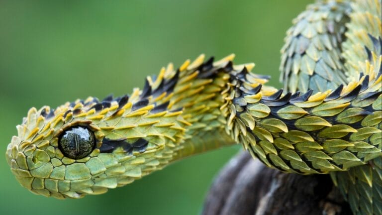 10 Weird Snakes That Make You Question What’s Possible in Nature - Venomous Hairy Bush Viper Snake Atheris hispida ss1092118673