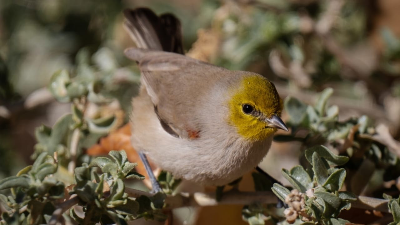 Nature's Golden Crown: 15 Yellow-Headed Birds That Atrract Birdwatchers 8 Nature's Golden Crown: 15 Yellow-Headed Birds That Atrract Birdwatchers - Verdin bird ss2458491233