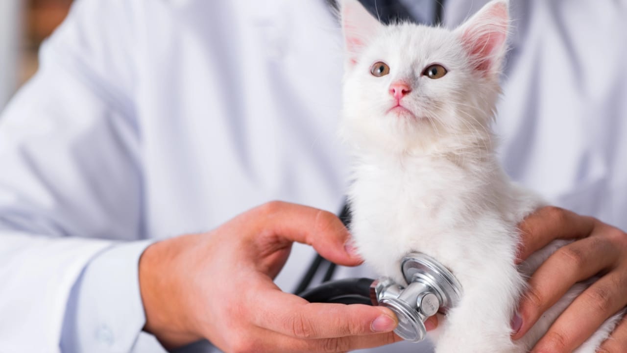 15 Unique Traits That Set Kittens Apart from Adult Cats - Vet checking kitten dp136992444