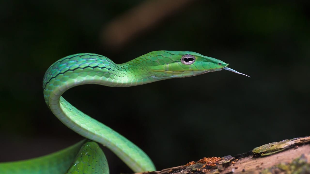 10 Weird Snakes That Make You Question What’s Possible in Nature 7 10 Weird Snakes That Make You Question What’s Possible in Nature - Vine snake wc