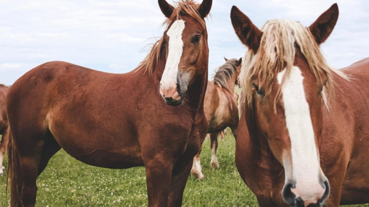These Draft Horse Breeds Take Hard Work to the Next Level 9 These Draft Horse Breeds Take Hard Work to the Next Level - Vladimir HEavy Draft horse 2497844611