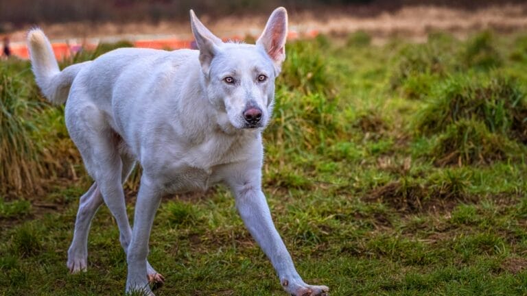 10 Rare German Shepherd Colors You Never Knew Existed 1 10 Rare German Shepherd Colors You Never Knew Existed - WHITE GERMAN SHEPARD s2121476234