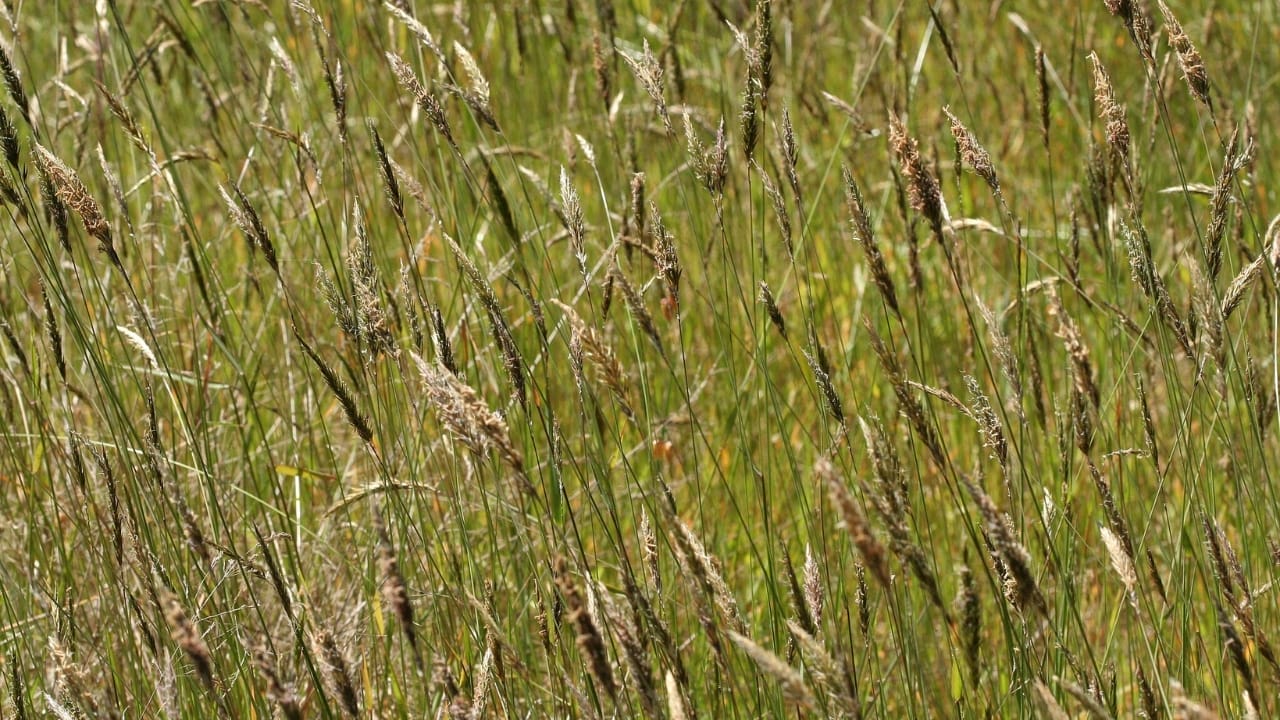 10 Unheard-of Foods That Became Lifesavers During Famine & Shortages 9 10 Unheard-of Foods That Became Lifesavers During Famine & Shortages - Weeds wc