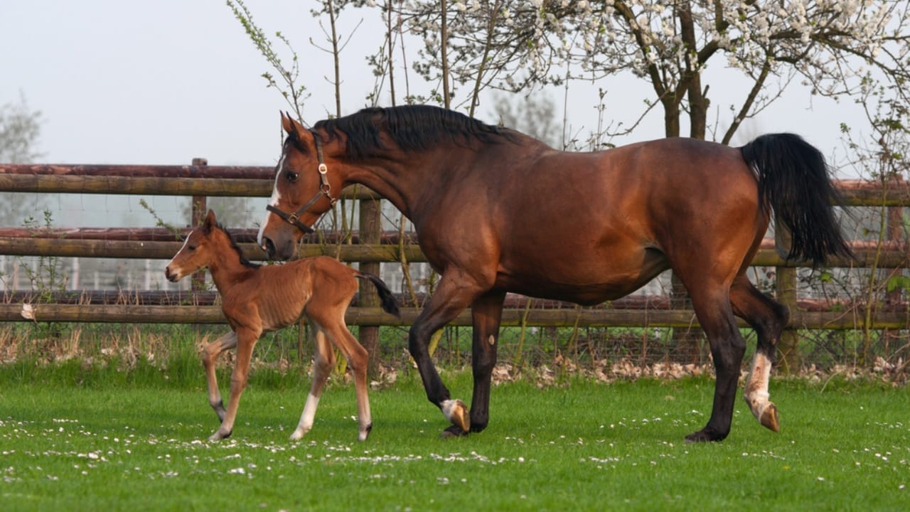 The 15 Most Desired Horse Breeds for Those Who Love to Ride - Westphalian horse dp54859711