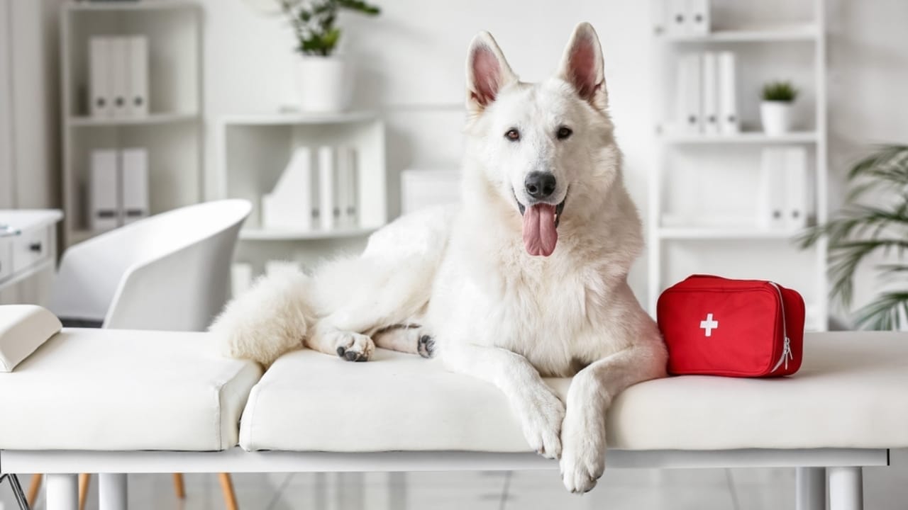 10 Rare German Shepherd Colors You Never Knew Existed 6 10 Rare German Shepherd Colors You Never Knew Existed - White German Shepherd ss2212557463