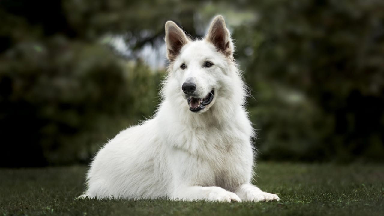 15 Dogs That Look Strikingly Similar to German Shepherds 7 15 Dogs That Look Strikingly Similar to German Shepherds - White Swiss Shepherd dp Deposit Photos