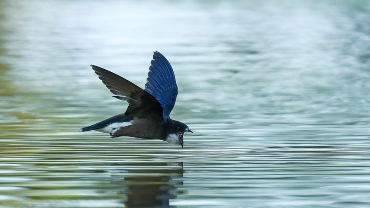 15 Birds That Take Flight at Record-Breaking Speeds 5 15 Birds That Take Flight at Record-Breaking Speeds - White throated Needletail ss2347925349