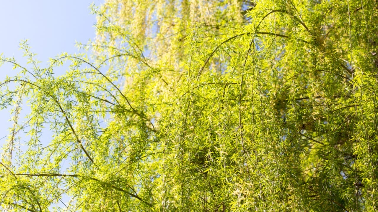 13 Trees to Plant for a Bountiful Homestead 13 13 Trees to Plant for a Bountiful Homestead - White willow tree dp252862654