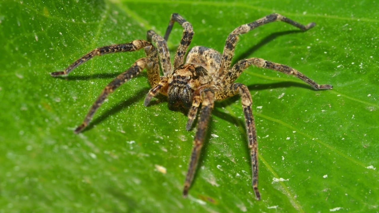Watch Out for These 10 Common Spiders That Could Be Hiding in Your Home 3 Watch Out for These 10 Common Spiders That Could Be Hiding in Your Home - Wolf Spider dp9322605