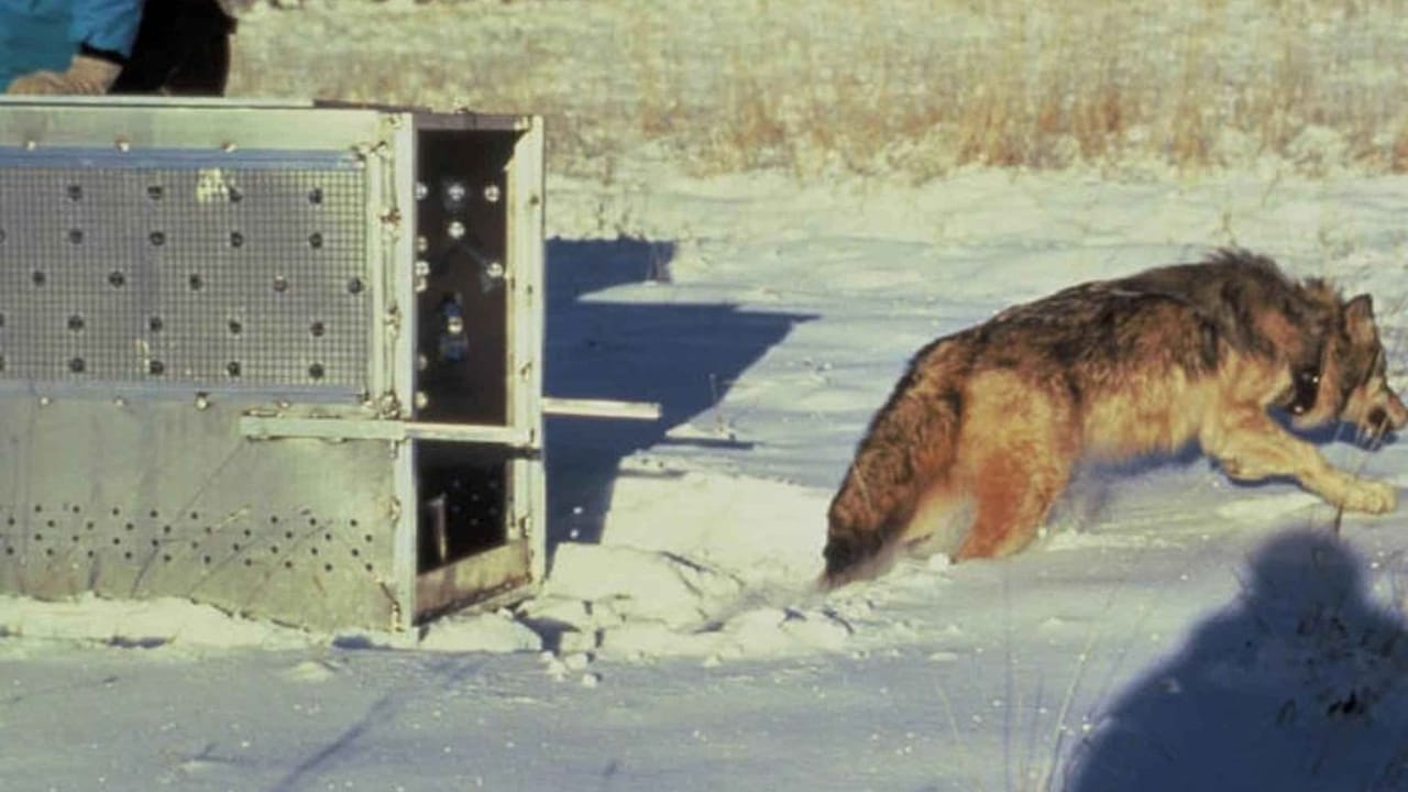 El Lobo's Last Stand: The Fight to Save Arizona's Endangered Mexican Gray Wolves 3 El Lobo's Last Stand: The Fight to Save Arizona's Endangered Mexican Gray Wolves - Wolf released wc
