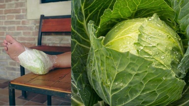 The Benefits of Wrapping Cabbage Leaves Around Your Feet 1 The Benefits of Wrapping Cabbage Leaves Around Your Feet - Woman feet wrapped in cabbage ss2327676559 and cabbage close up shot ss2098477084