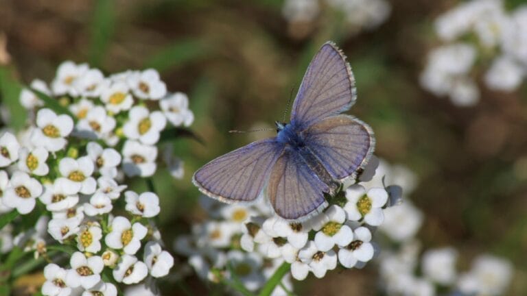 From Dunes to Dust: The Tragic Tale of San Francisco's Lost Blue Butterflies 1 From Dunes to Dust: The Tragic Tale of San Francisco's Lost Blue Butterflies - Xerces Blue butterfly dp63791919