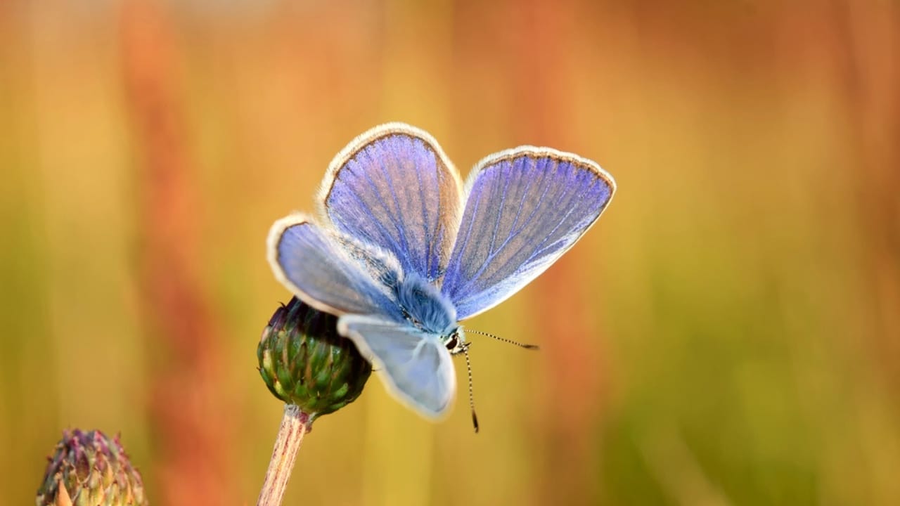 From Dunes to Dust: The Tragic Tale of San Francisco's Lost Blue Butterflies 3 From Dunes to Dust: The Tragic Tale of San Francisco's Lost Blue Butterflies - Xerces blue butterfly on flower dp122683164
