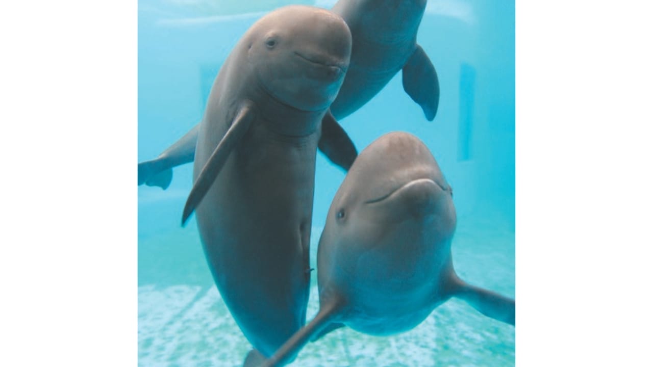 15 Rare Animal Species You’ll Rarely See as They Face Extinction in the Wild - Yangtze Finless Porpoise wc