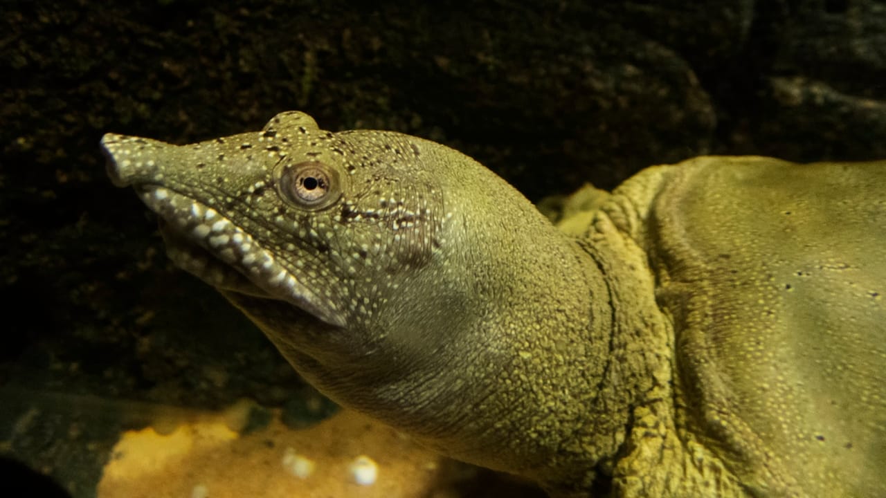 15 Rare Animal Species You’ll Rarely See as They Face Extinction in the Wild 14 15 Rare Animal Species You’ll Rarely See as They Face Extinction in the Wild - Yangtze Giant Softshell Turtle dp444888404