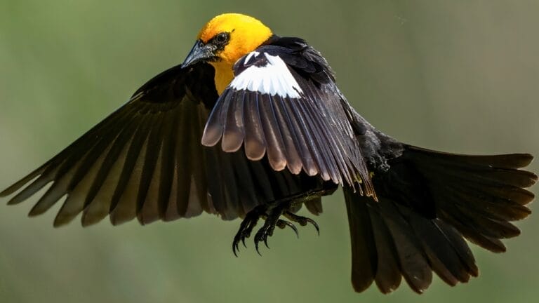 Nature's Golden Crown: 15 Yellow-Headed Birds That Atrract Birdwatchers 4 Nature's Golden Crown: 15 Yellow-Headed Birds That Atrract Birdwatchers - Yellow Headed Blackbird ss2482165331