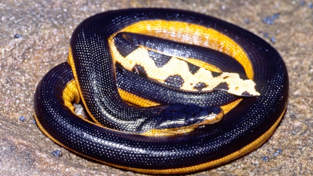 Ranking the 14 Most Dangerous Snakes in the World 4 Ranking the 14 Most Dangerous Snakes in the World - Yellow Bellied Sea Snake dp474025728