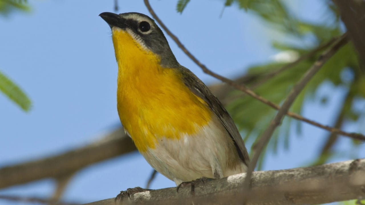 15 Yellow Birds That Add a Touch of Sunshine to Every Forest, Garden & Backyard 6 15 Yellow Birds That Add a Touch of Sunshine to Every Forest, Garden & Backyard - Yellow Breasted Chat dp4465114