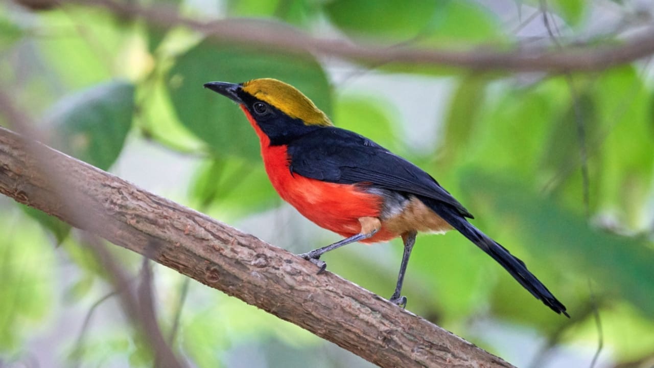 Nature's Golden Crown: 15 Yellow-Headed Birds That Atrract Birdwatchers 14 Nature's Golden Crown: 15 Yellow-Headed Birds That Atrract Birdwatchers - Yellow Crowned Gonolek ss1340124617