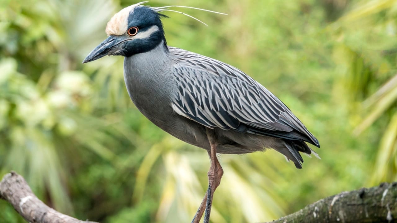 Nature's Golden Crown: 15 Yellow-Headed Birds That Atrract Birdwatchers 10 Nature's Golden Crown: 15 Yellow-Headed Birds That Atrract Birdwatchers - Yellow Crowned Night Heron dp182340894