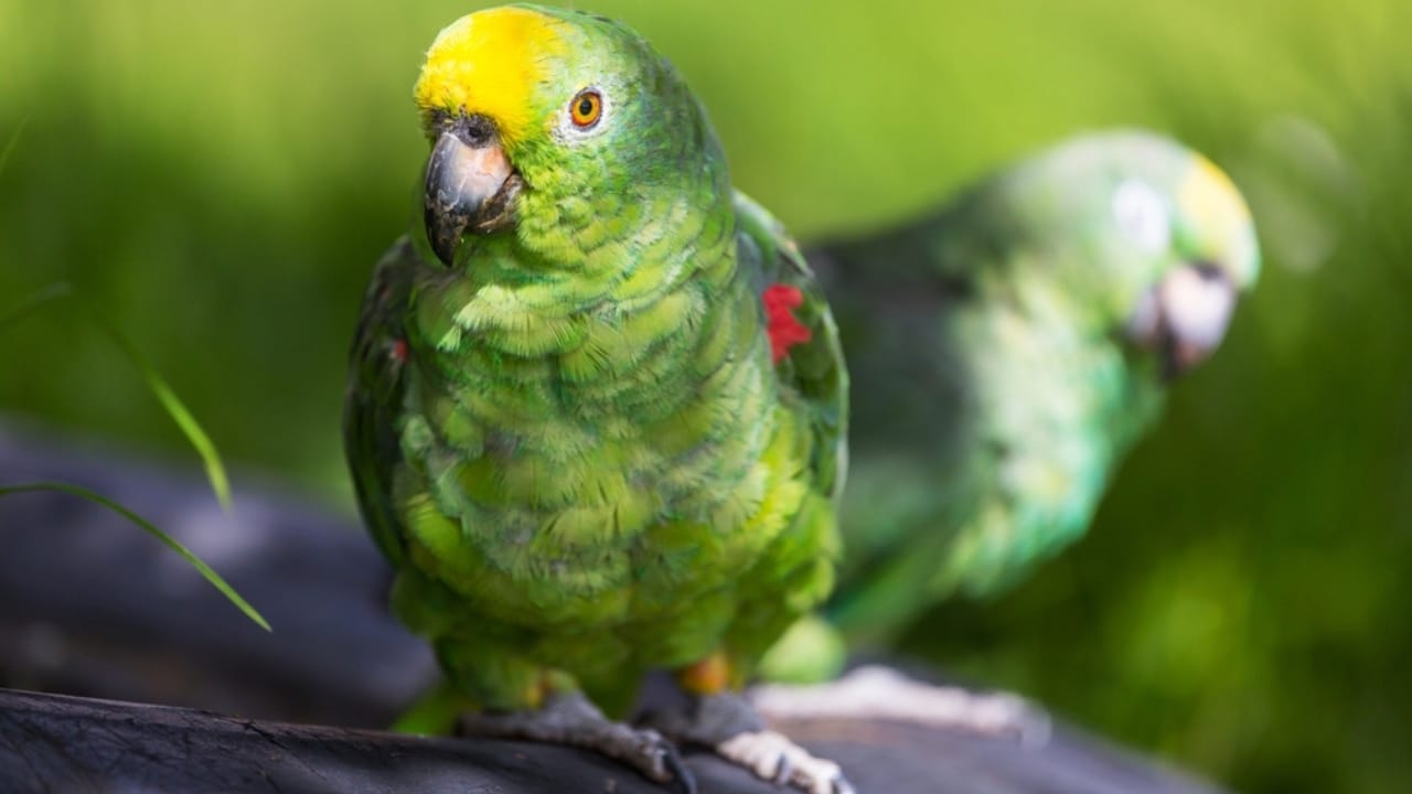 Nature's Golden Crown: 15 Yellow-Headed Birds That Atrract Birdwatchers 11 Nature's Golden Crown: 15 Yellow-Headed Birds That Atrract Birdwatchers - Yellow Crowned Parakeet ss2327009109