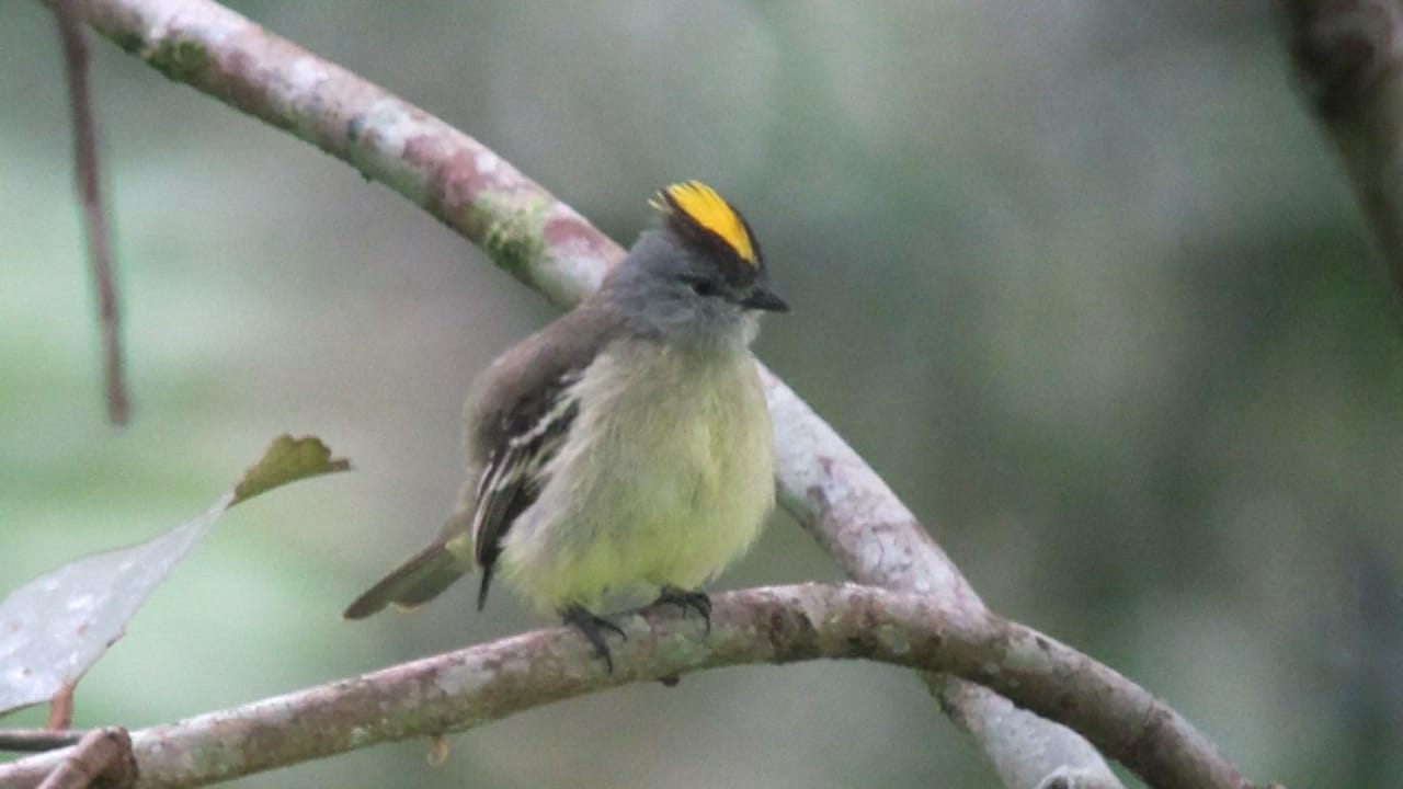 Nature's Golden Crown: 15 Yellow-Headed Birds That Atrract Birdwatchers 13 Nature's Golden Crown: 15 Yellow-Headed Birds That Atrract Birdwatchers - Yellow Crowned Tyrannulet wc