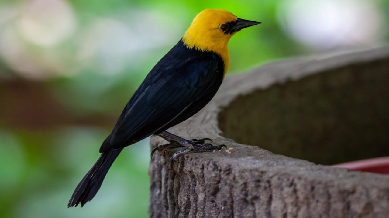 Nature's Golden Crown: 15 Yellow-Headed Birds That Atrract Birdwatchers - Yellow Headed Blackbird dp734533518