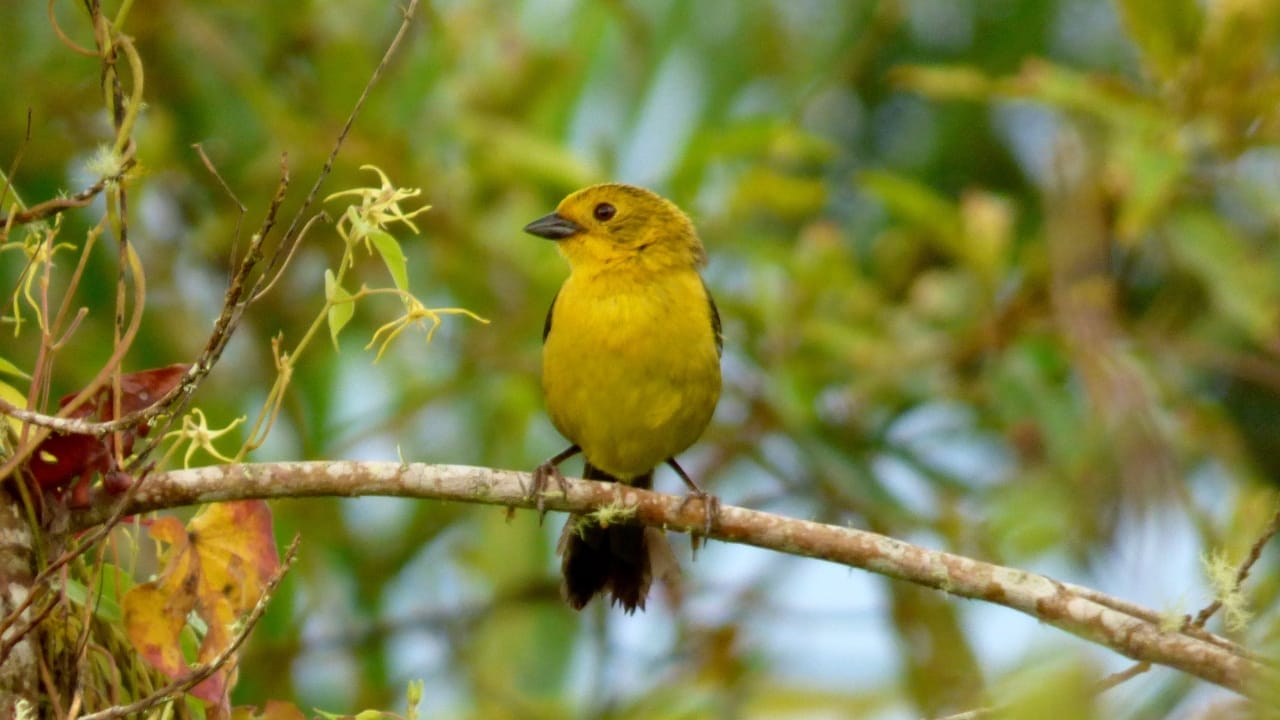Nature's Golden Crown: 15 Yellow-Headed Birds That Atrract Birdwatchers 15 Nature's Golden Crown: 15 Yellow-Headed Birds That Atrract Birdwatchers - Yellow Headed Brushfinch wc