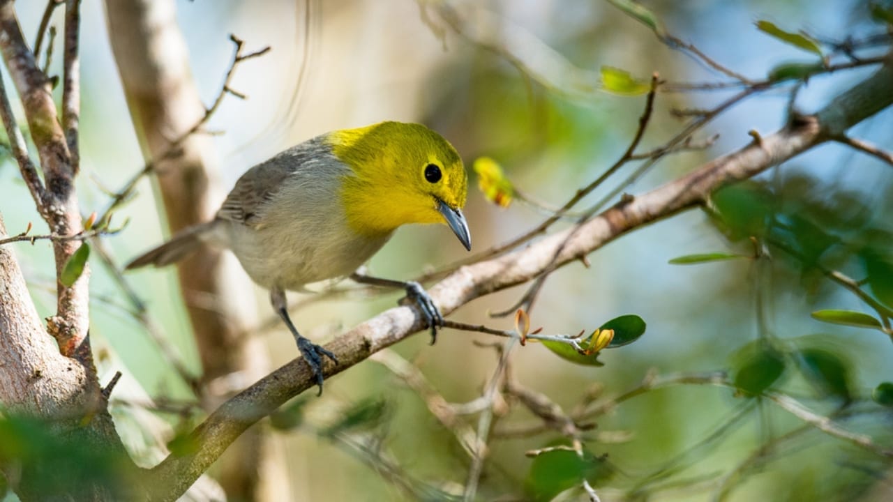 15 Yellow Birds That Add a Touch of Sunshine to Every Forest, Garden & Backyard 4 15 Yellow Birds That Add a Touch of Sunshine to Every Forest, Garden & Backyard - Yellow Headed Warbler dp95315222