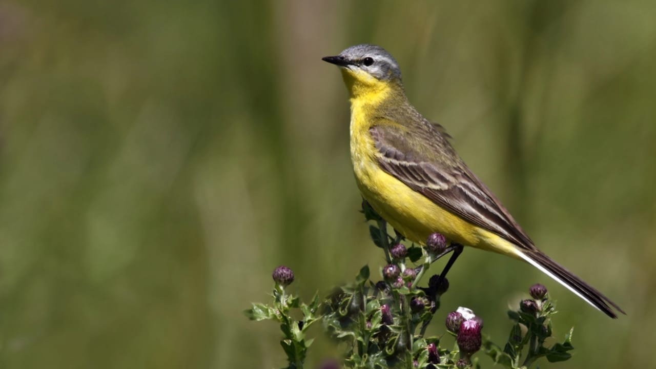 15 Yellow Birds That Add a Touch of Sunshine to Every Forest, Garden & Backyard 9 15 Yellow Birds That Add a Touch of Sunshine to Every Forest, Garden & Backyard - Yellow Wagtail dp128331100