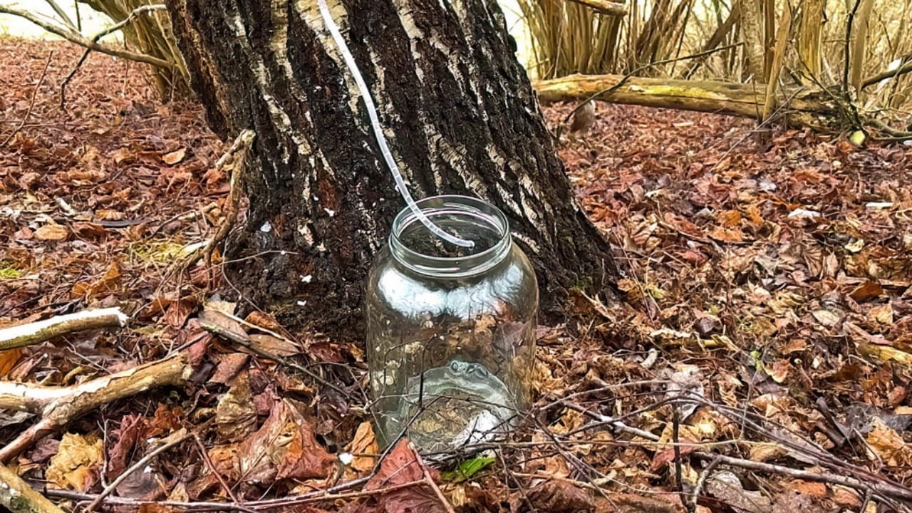 Tapping into Nature's Sweetness: 23 Trees That Produce Unique Syrups 13 Tapping into Nature's Sweetness: 23 Trees That Produce Unique Syrups - Yellow birch sap dp568721730