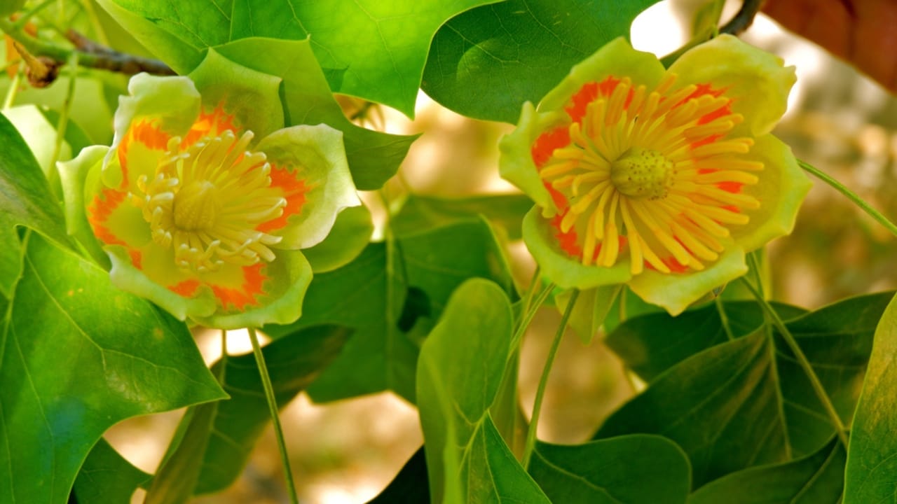 10 Nesting Plants to Attract & Support Thriving Hummingbirds 8 10 Nesting Plants to Attract & Support Thriving Hummingbirds - Yellow tulip poplar dp274550058