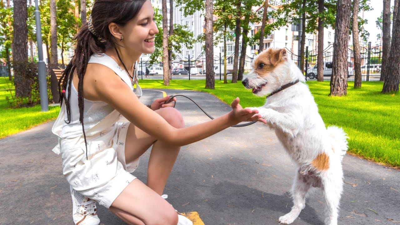 15 Easy Beginner Dog Tricks That Will Make Your Furry Friend a Superstar 9 15 Easy Beginner Dog Tricks That Will Make Your Furry Friend a Superstar - Young woman shaking hand with dog dp155489800
