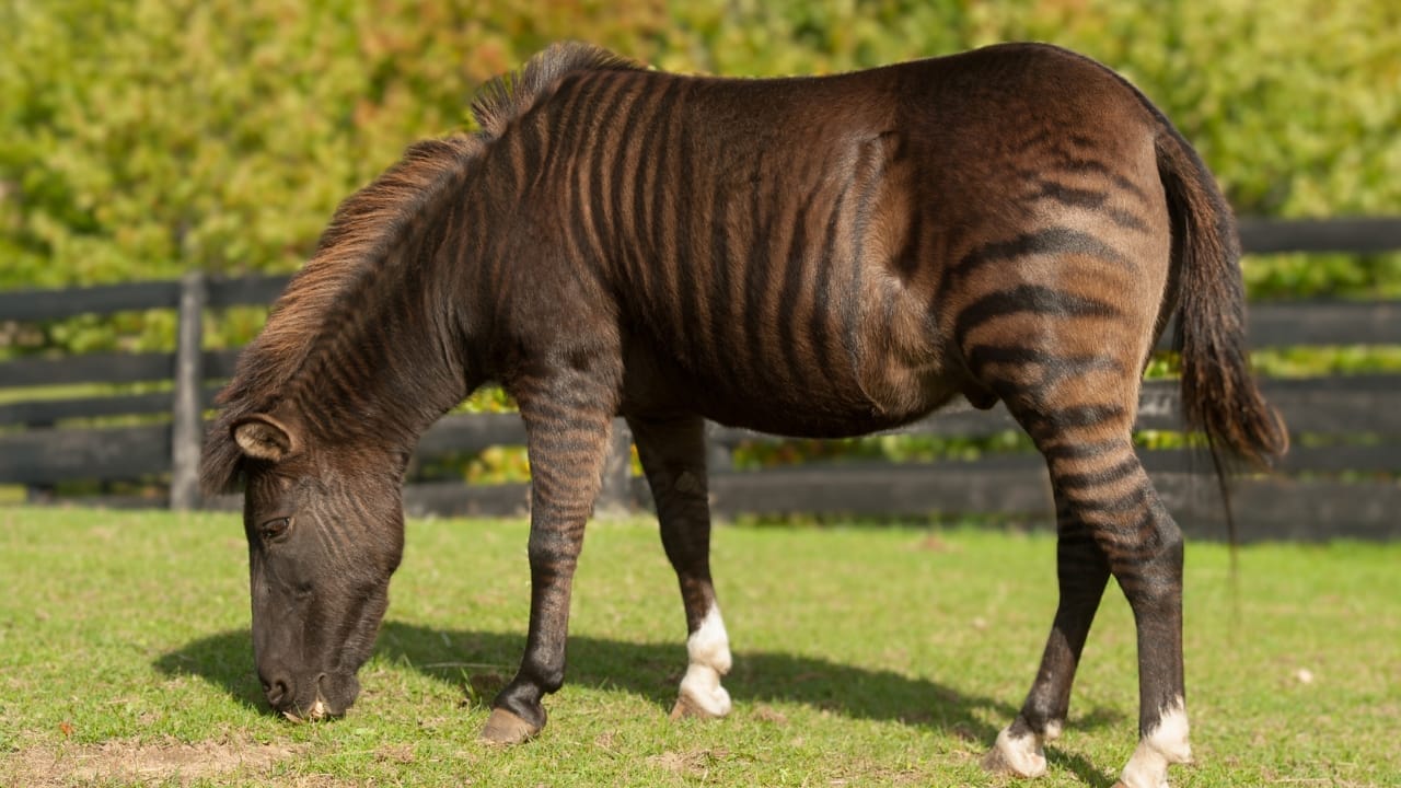The Zorse: A Fascinating Cross Between Zebras & Horses Making Headlines - Zebroid ss1670371249