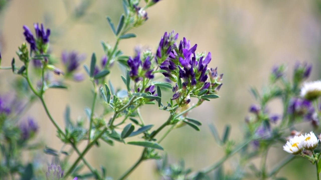 What Do Deer Love to Eat? 15 of Their Favorite Foods 7 What Do Deer Love to Eat? 15 of Their Favorite Foods - alfalfa dp204467188