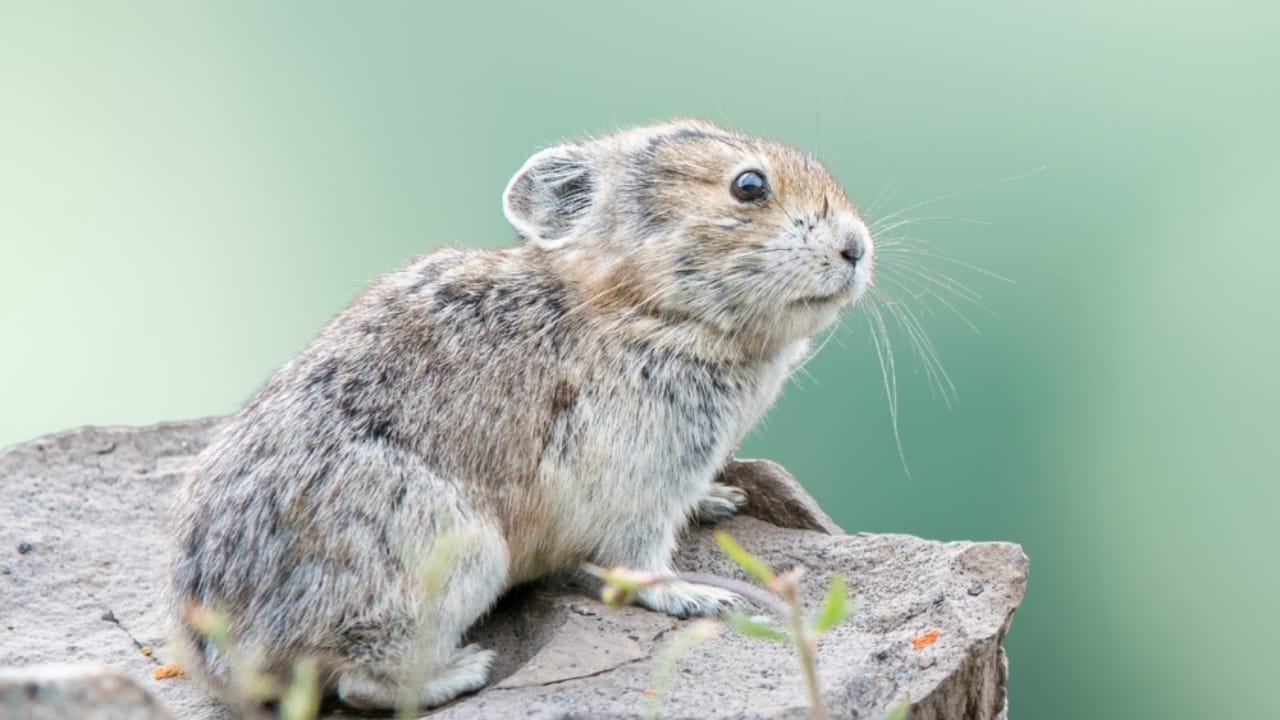 15 of the Most Extreme Animals Roaming Wild in North America - american pika ss2476130921