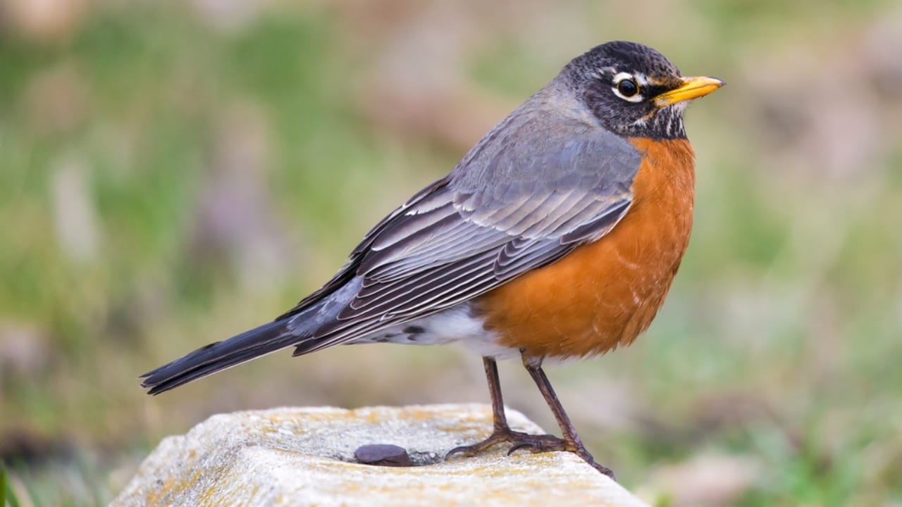 Robins Will Flock to Your Yard with This Type of Cherry Laurel Tree 6 Robins Will Flock to Your Yard with This Type of Cherry Laurel Tree - american robin bird ss1688210509