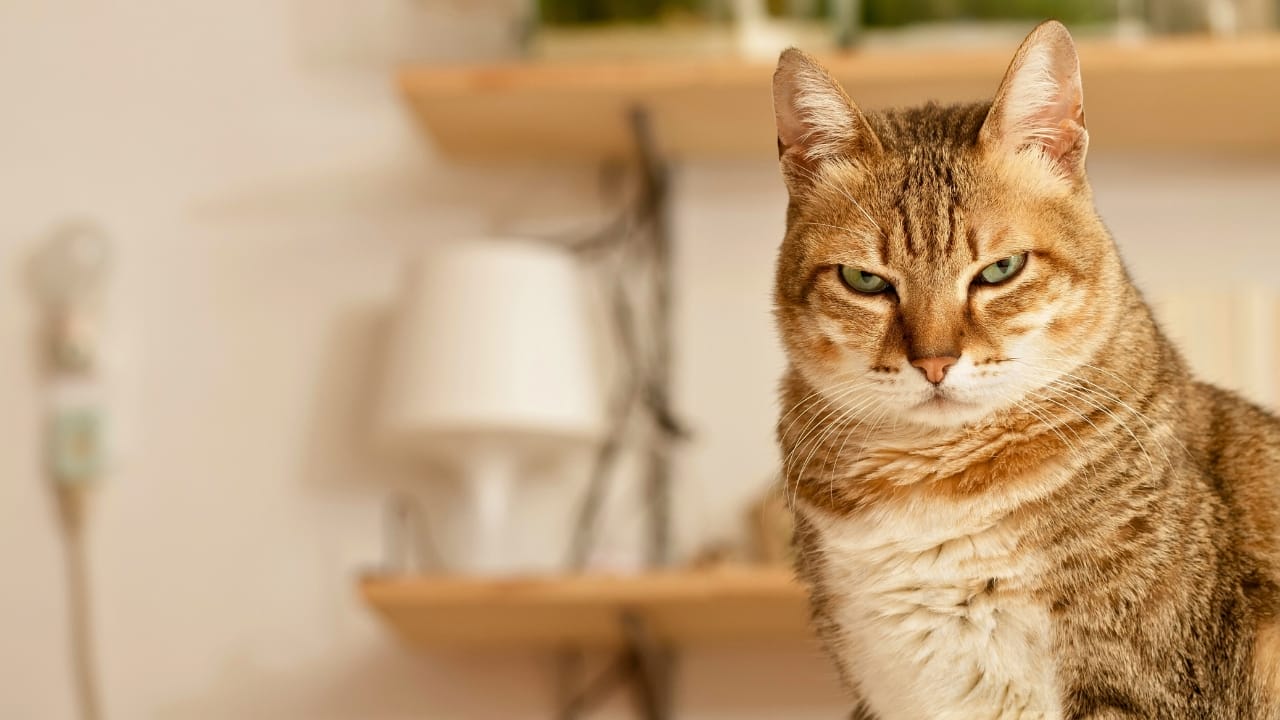 10 Behavioral Changes in Your Cat You Shouldn’t Ignore - angry cat dp5167078