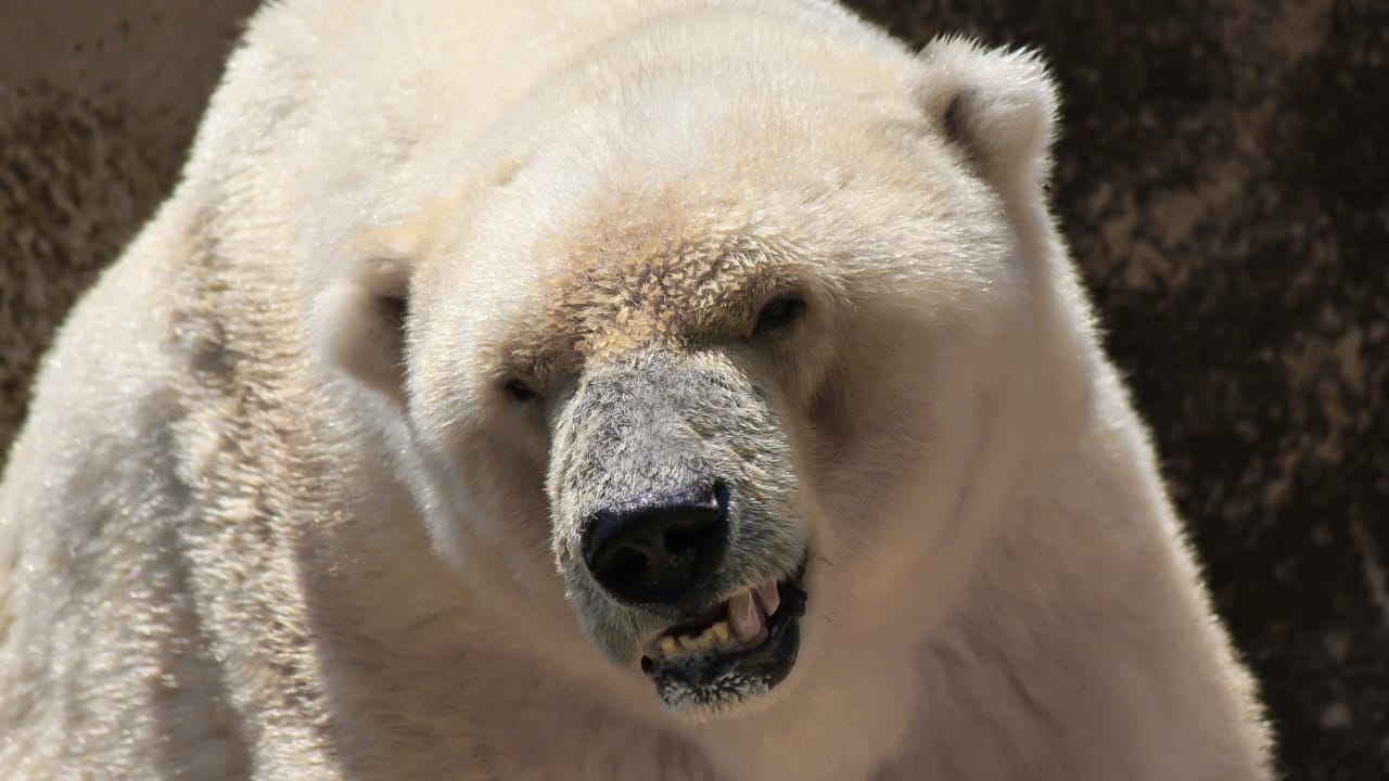 15 of the Most Extreme Animals Roaming Wild in North America - angry polar bear ss638418916