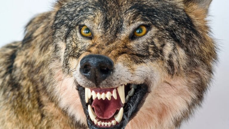 15 of the Most Extreme Animals Roaming Wild in North America 6 15 of the Most Extreme Animals Roaming Wild in North America - angry wolf ss1234487125