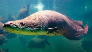 10-Foot Amazon 'River Monster' Found in Florida Waters: Experts Warn of Potential Invasion 1 10-Foot Amazon 'River Monster' Found in Florida Waters: Experts Warn of Potential Invasion - arapaima ss 757650418 1