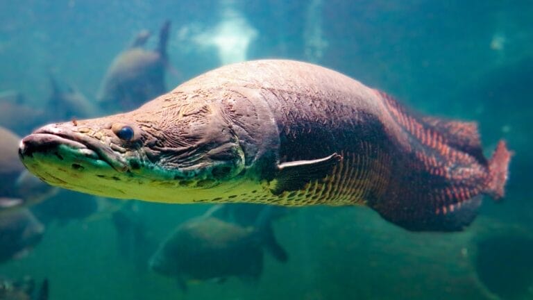 10-Foot Amazon 'River Monster' Found in Florida Waters: Experts Warn of Potential Invasion 2 10-Foot Amazon 'River Monster' Found in Florida Waters: Experts Warn of Potential Invasion - arapaima ss 757650418 1