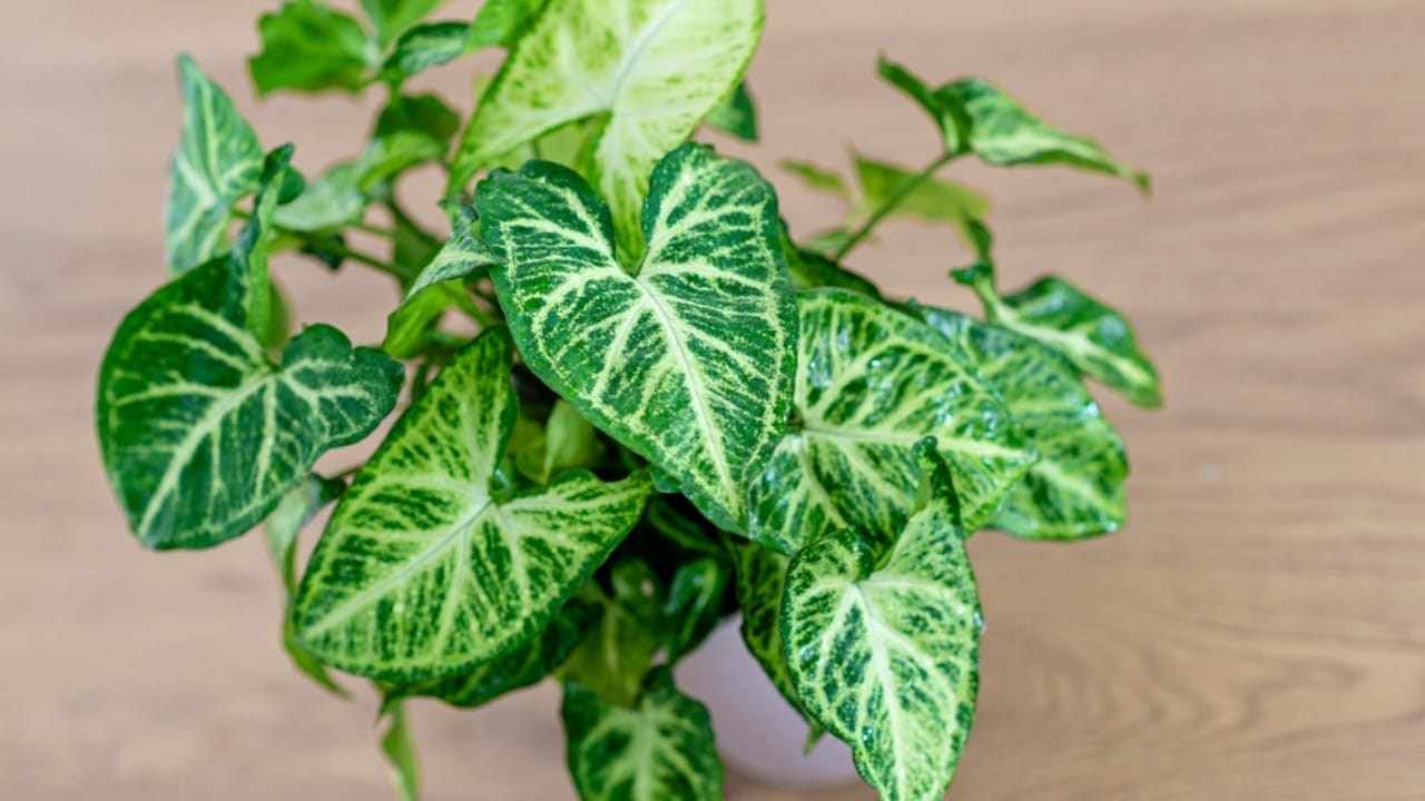 15 Plants That Thrive in LECA & Semi-Hydroponics 7 15 Plants That Thrive in LECA & Semi-Hydroponics - arrowhead vine dp520950018